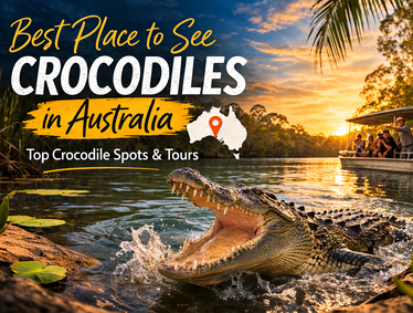 Best Place to See Crocodiles in Australia | Top Crocodile Spots & Tours